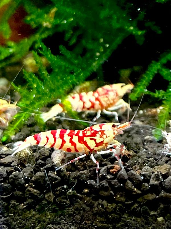 Red Fancy Tiger