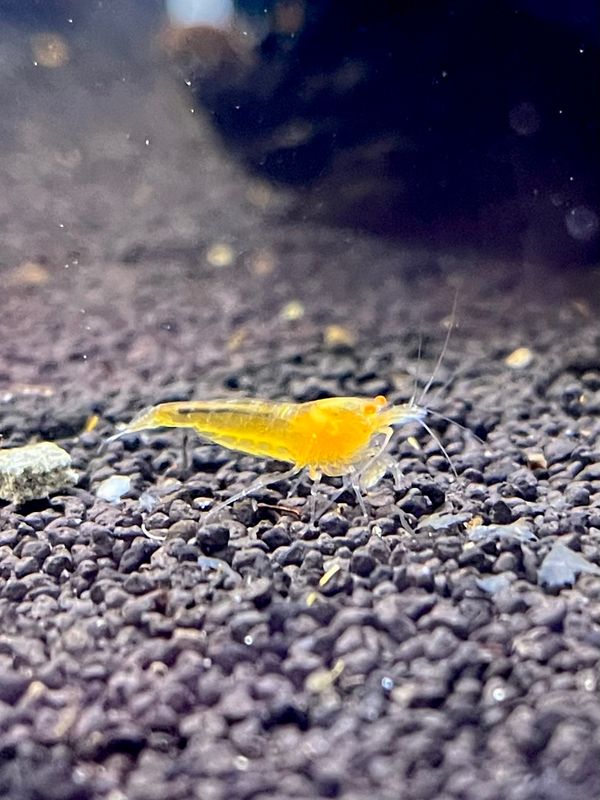 Yellow King Kong Orange Eye