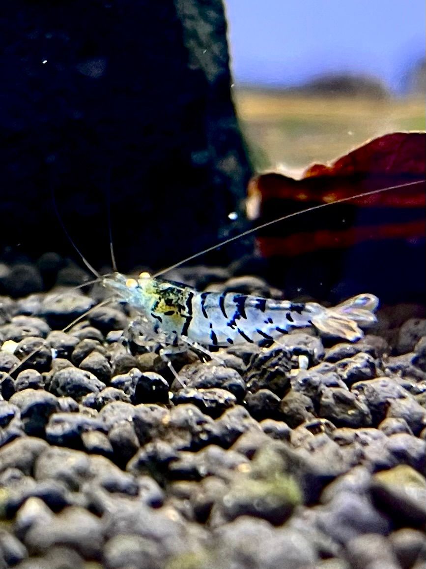 Blonde Tiger Orange Eye