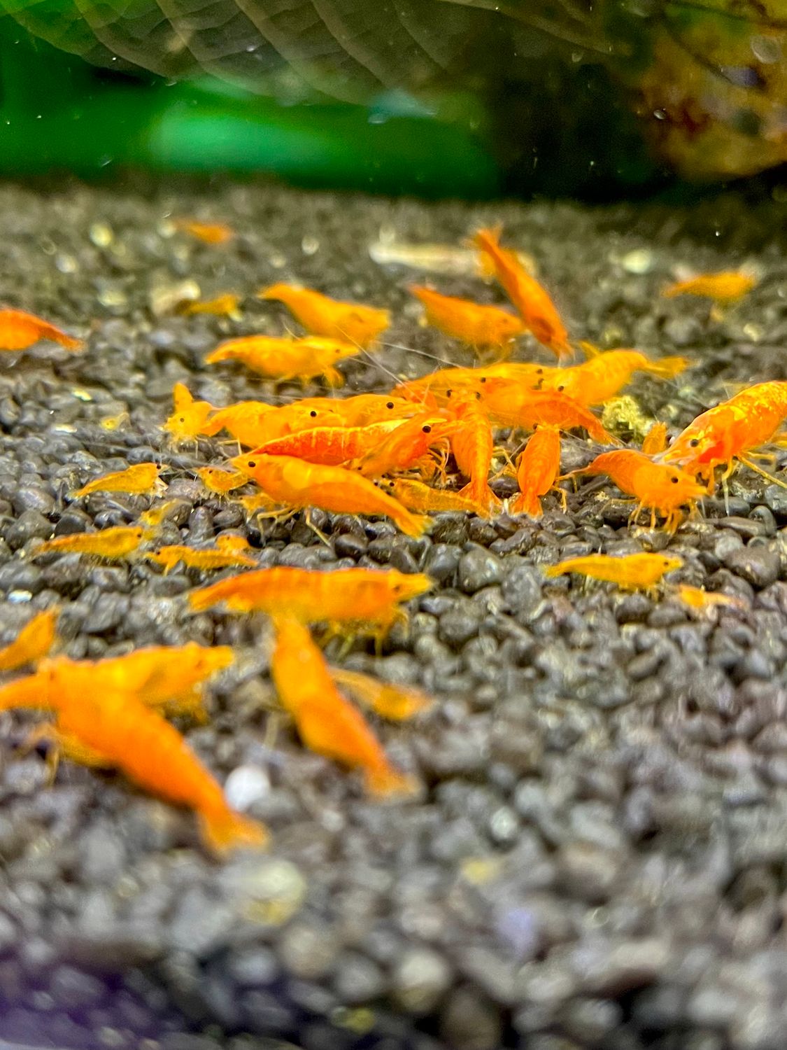 Sunkist Orange/Yellow