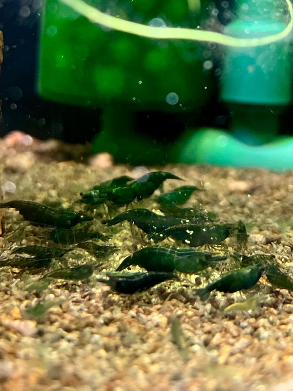 Green Jade Dark