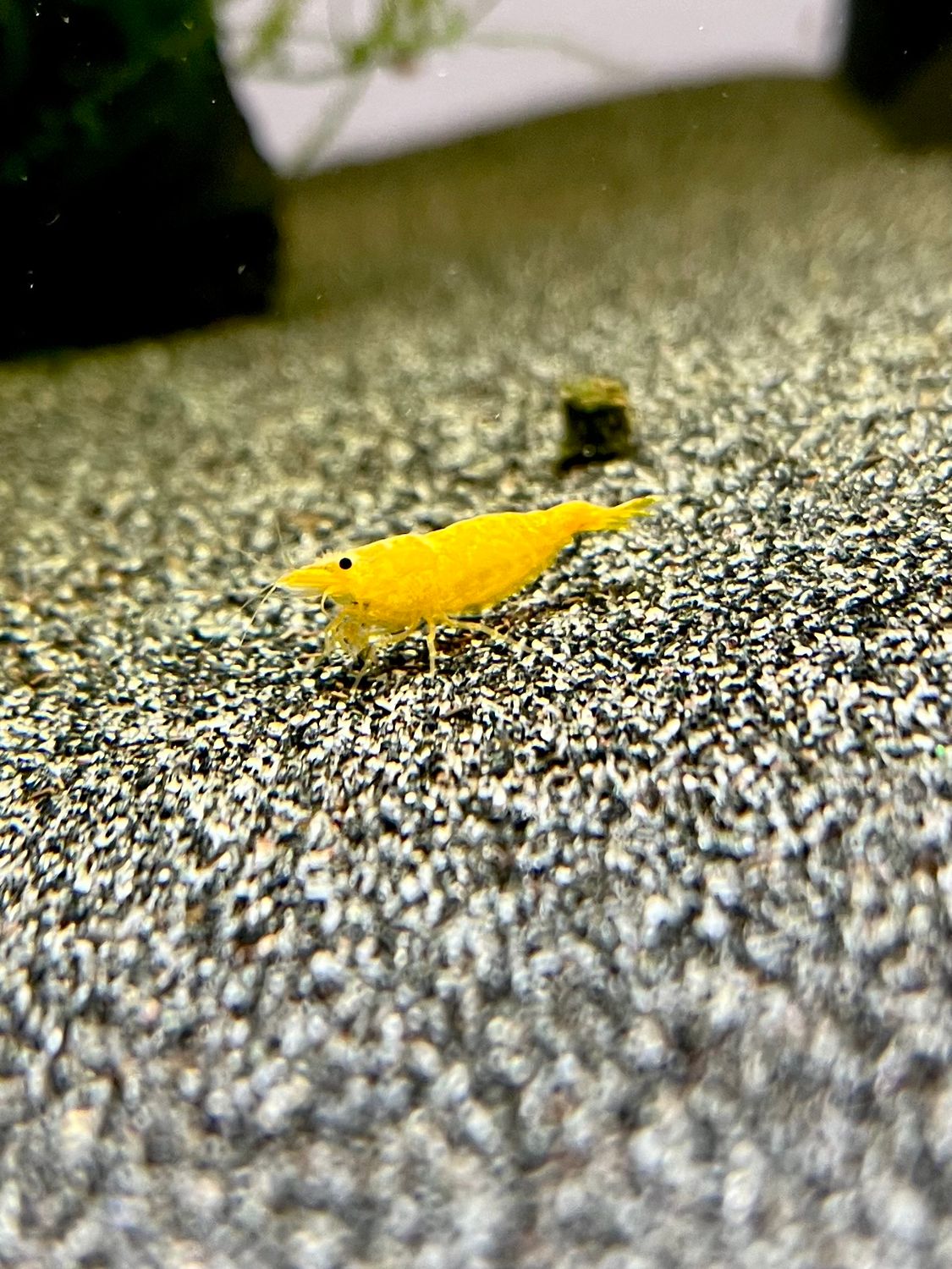 Yellow Neon