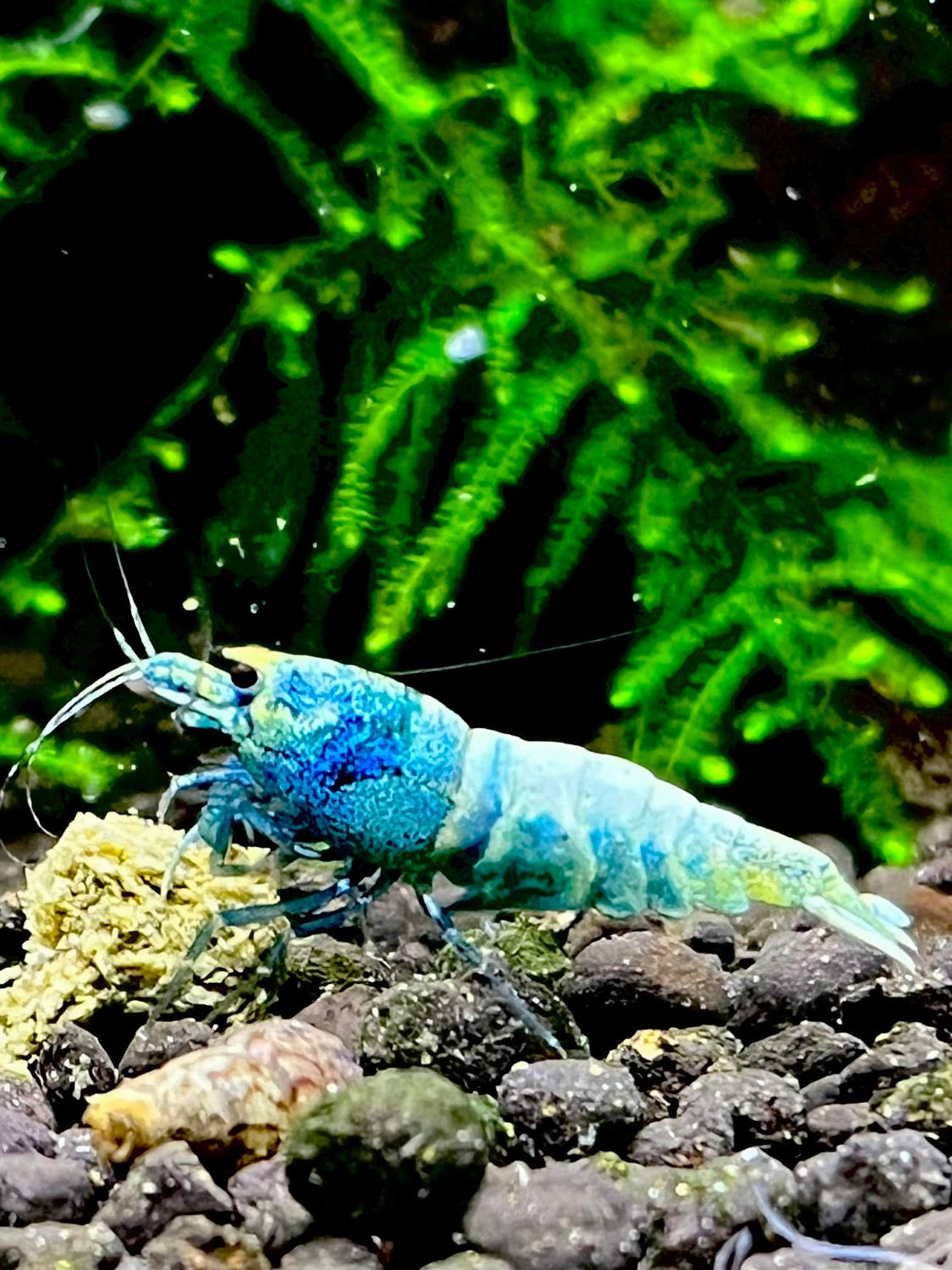 Blue Bolt