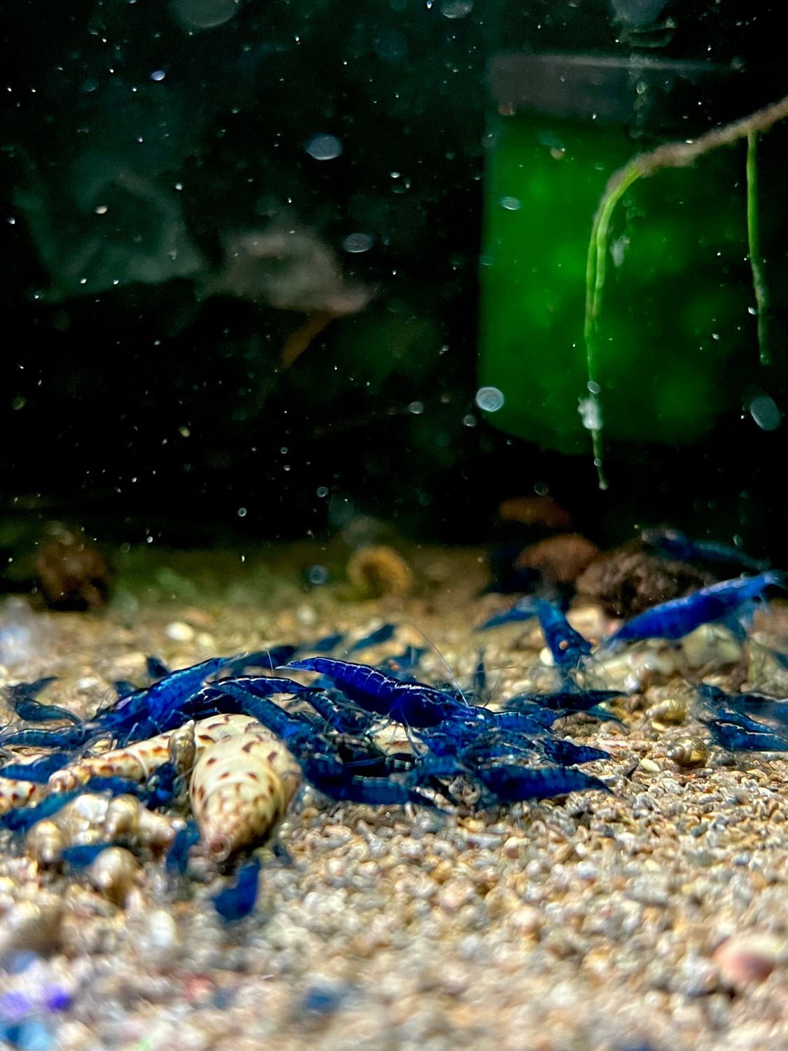 Blue Velvet