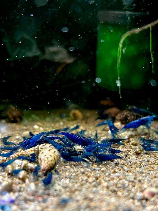 Blue Velvet