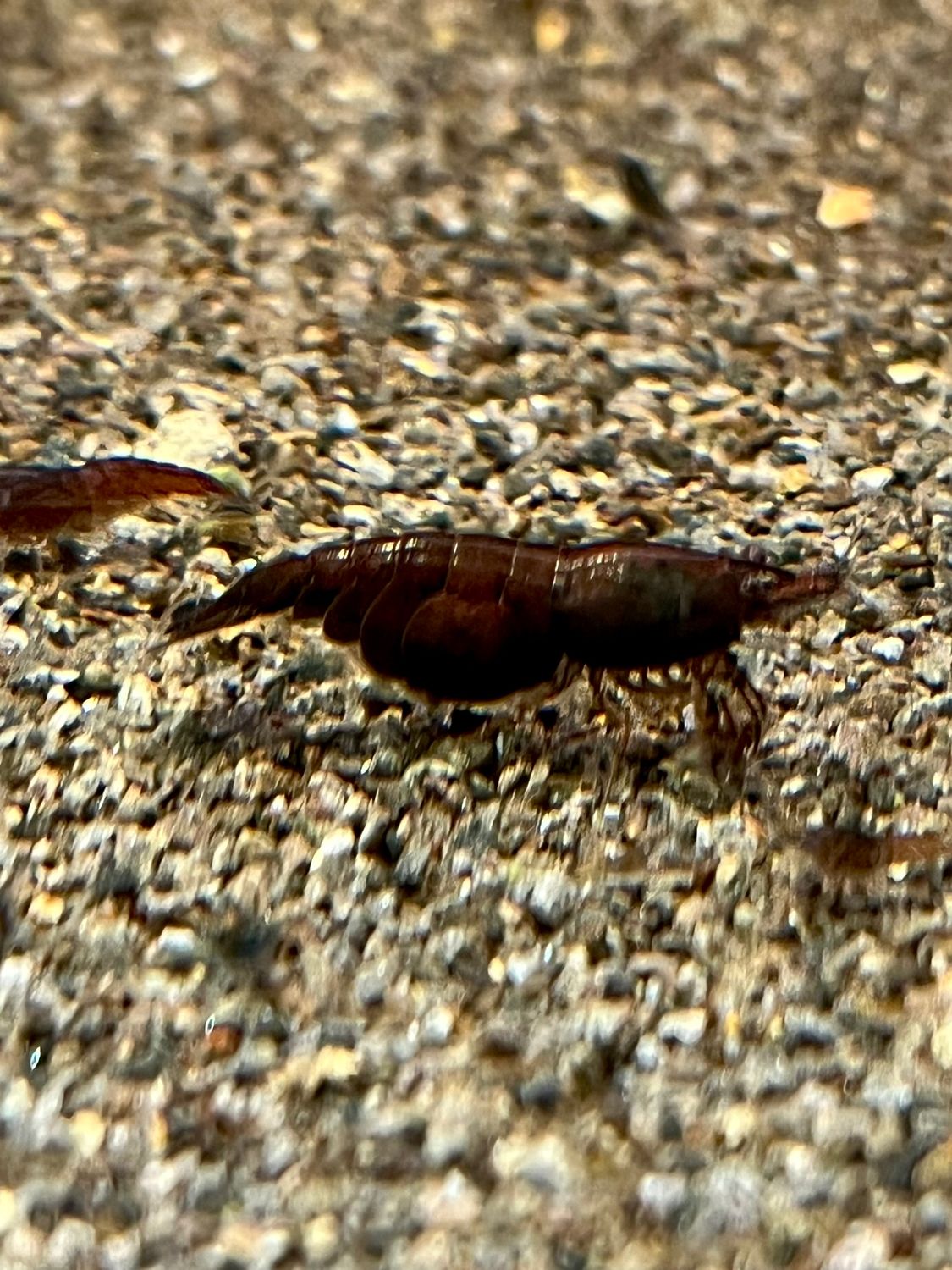 Schoko