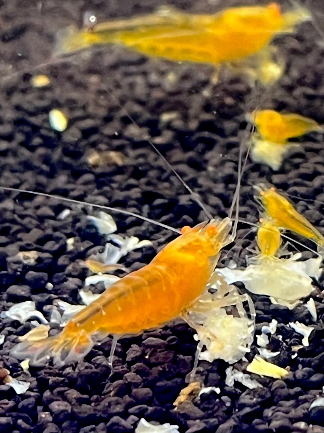 Yellow King Kong Orange Eye