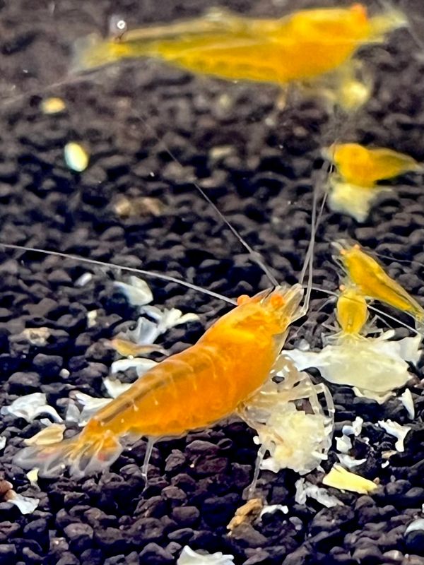 Yellow King Kong Orange Eye