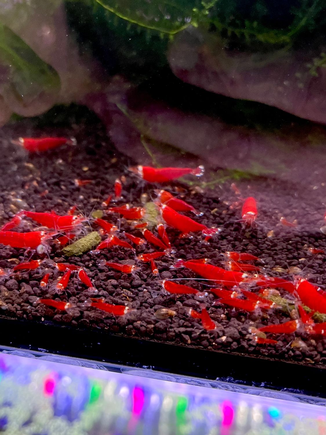 Super Crystal Red Santa
