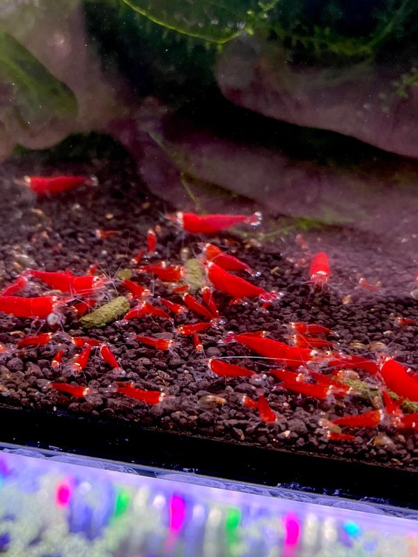 Super Crystal Red Santa