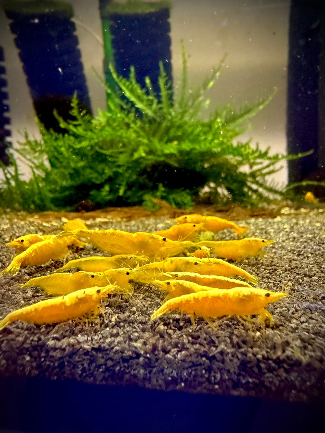 Yellow Neon