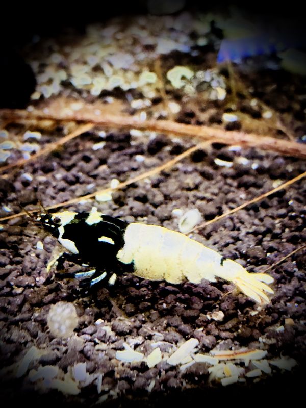 Pinto Spotted Head Black