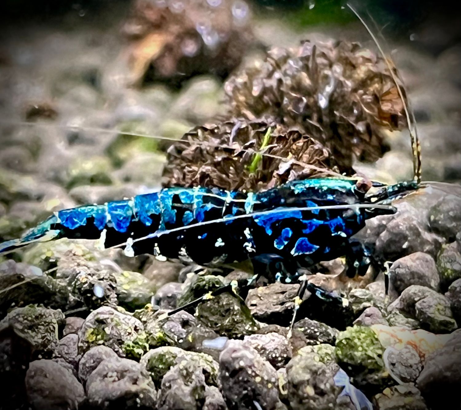 Boa