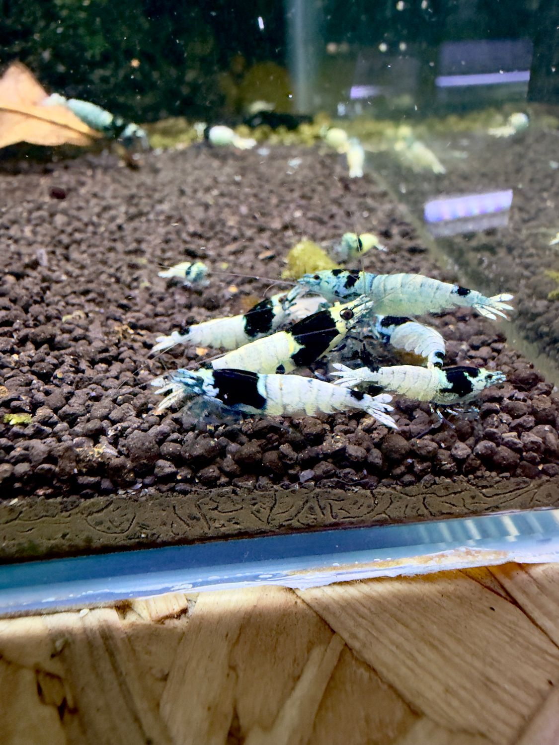Taiwan Bee Mosura Black