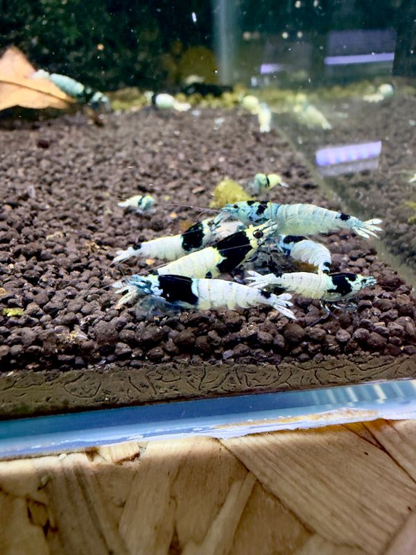 Taiwan Bee Mosura Black