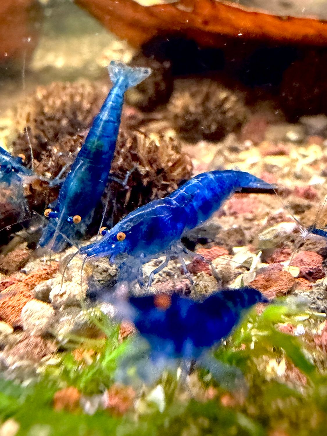 Blue Dream Orange Eye