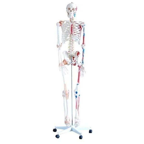 Squelette Norbert insertion et muscles Squelette Norbert insertion et muscles