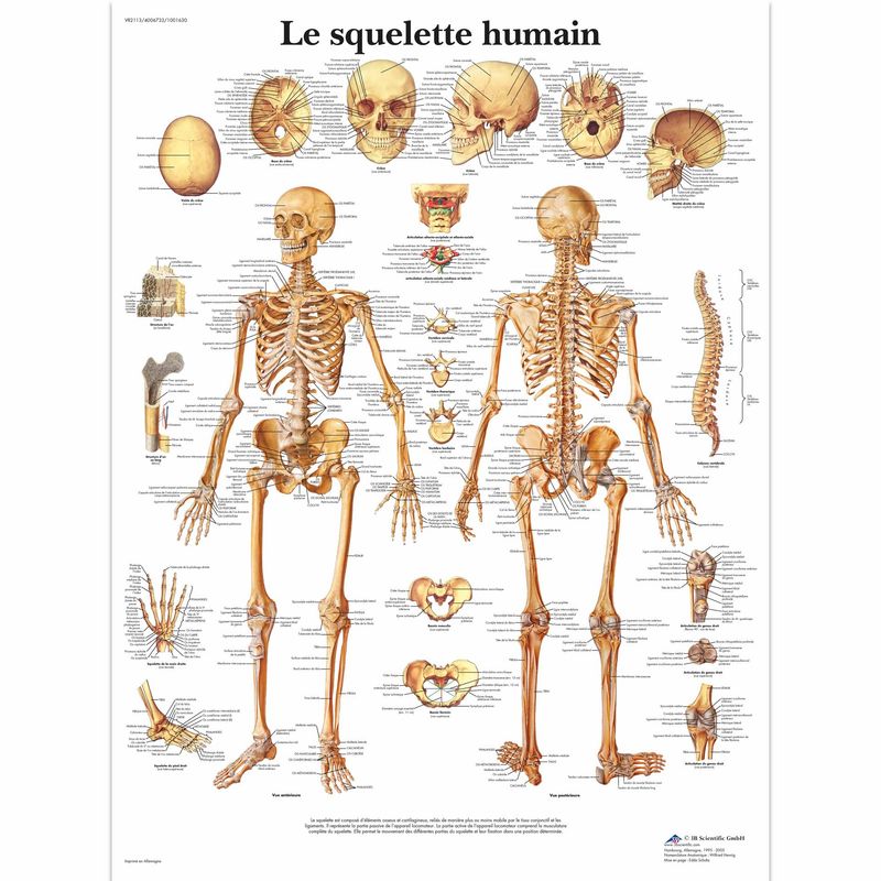 Planche anatomique - Squelette humain