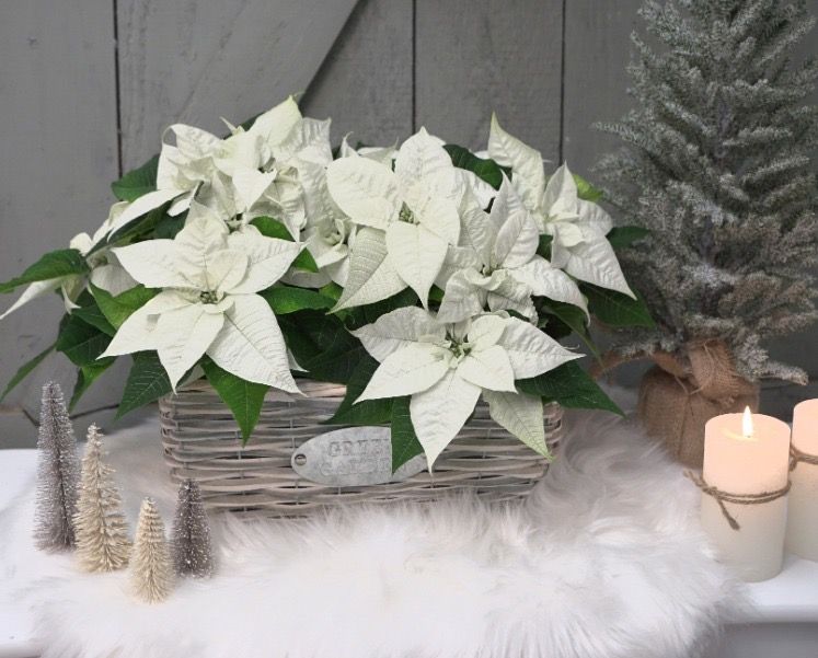 Kerstster WIT 2 stuks