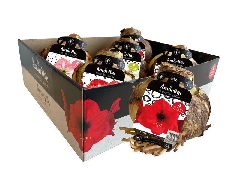 Amaryllis bol ASSORTI box