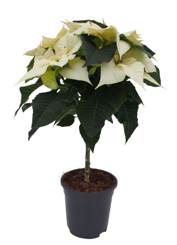 Kerstster op stam - rood