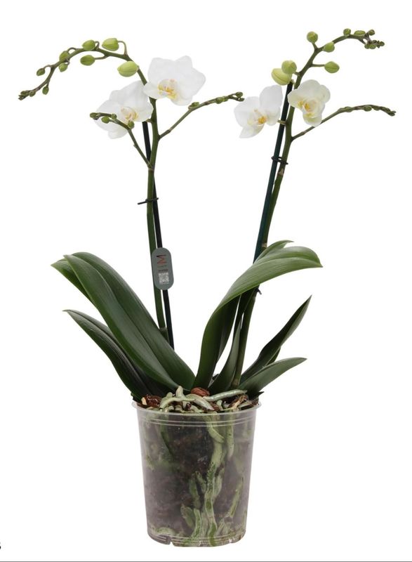 Phalaenopsis