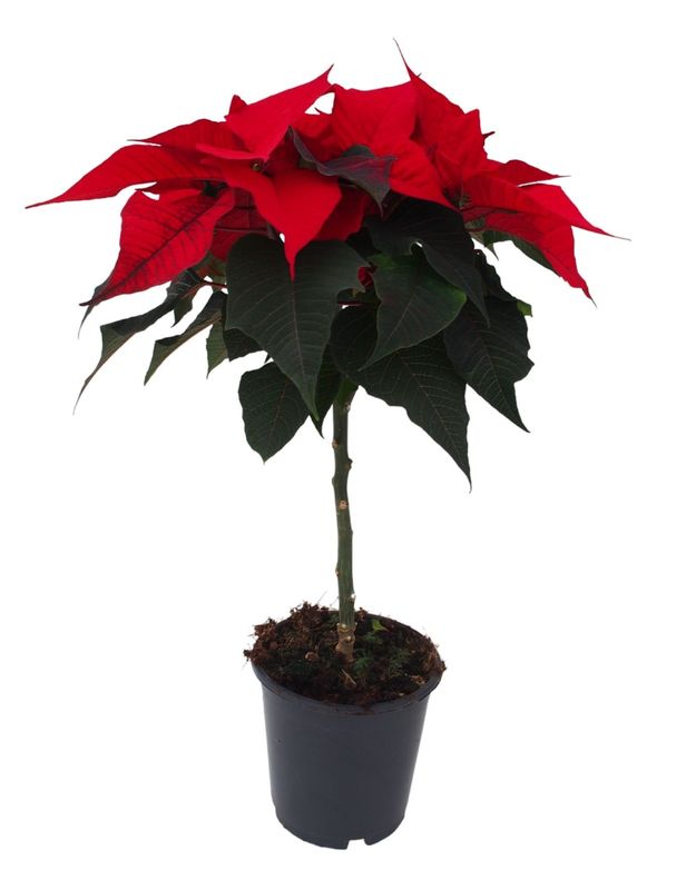 Kerstster op stam - rood