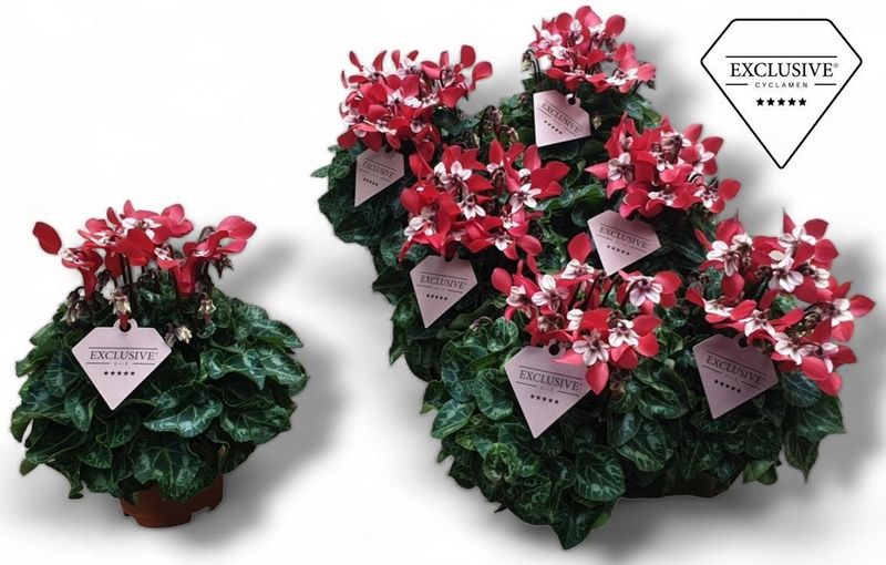 Cyclamen Djix Exclusive