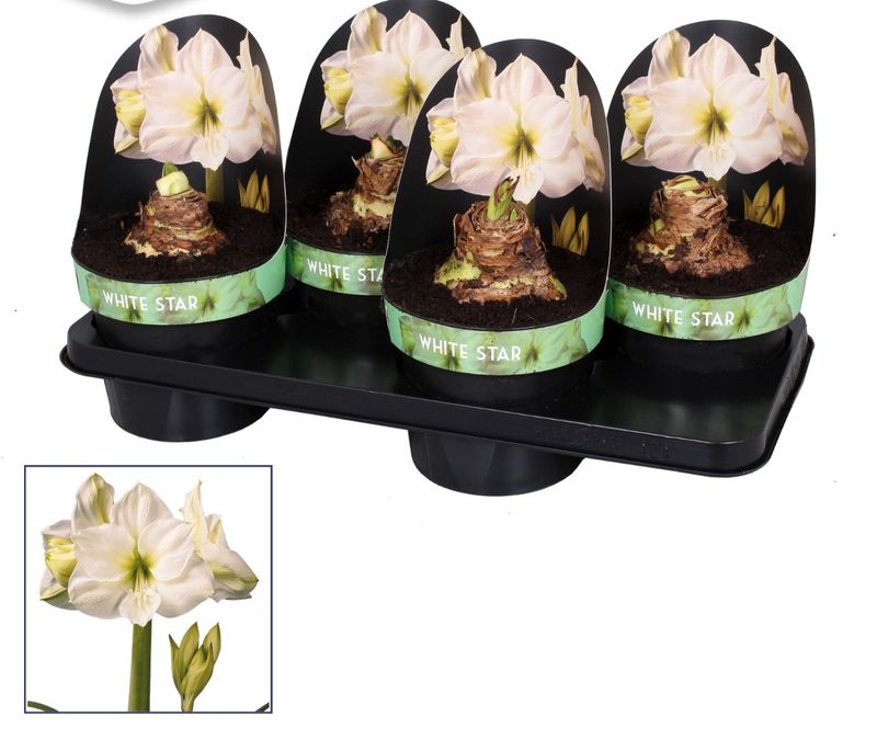 Amaryllis bol in pot wit