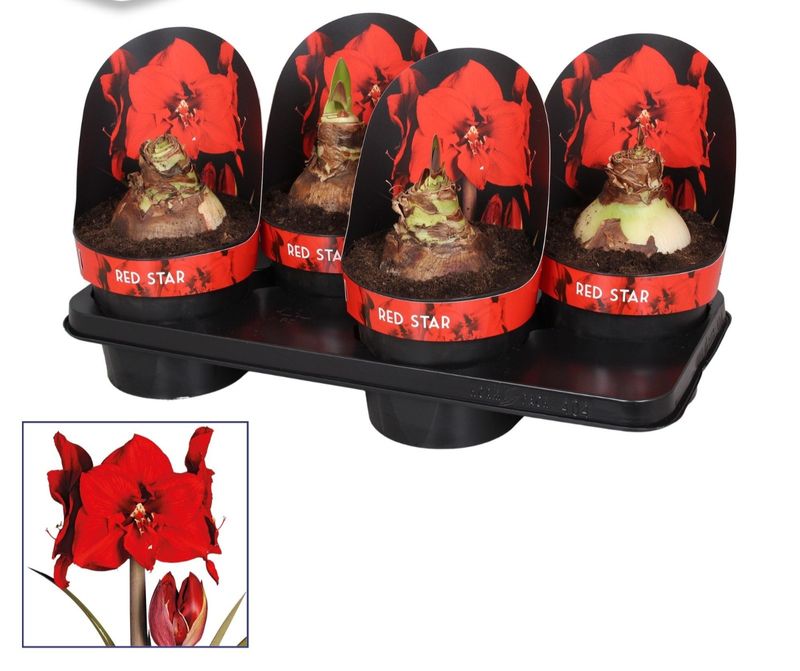 Amaryllis bol in pot rood