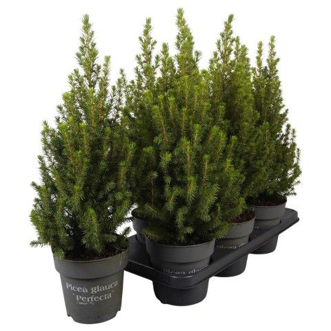 Pinea Glauca - mini kerstboom in pot