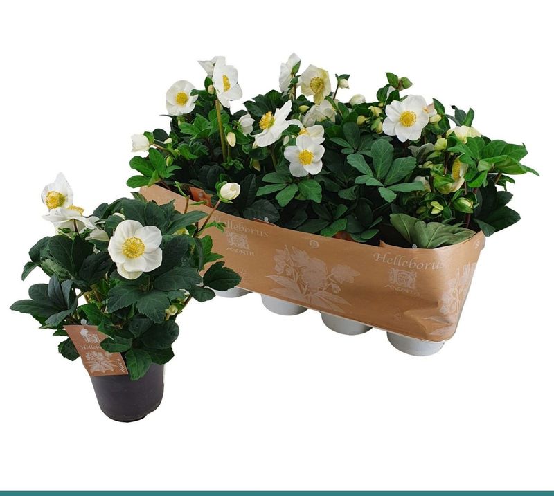 Helleborus Niger - Kerstroos