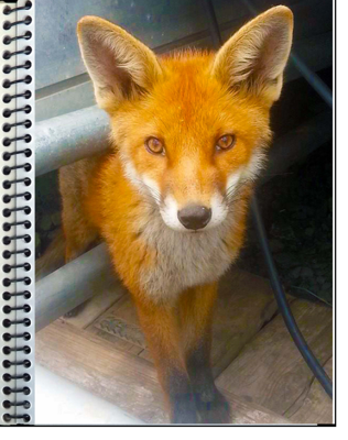 A5 Fox Notebook