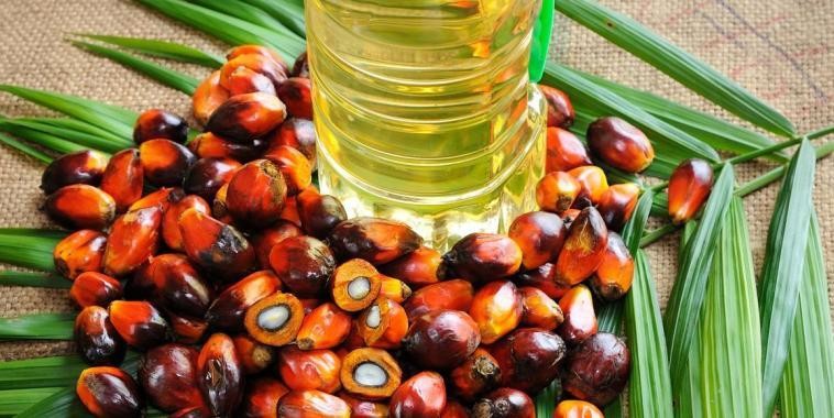 PALMIER ET AUTRES PRODUITS NUTRITIONNELS OU COSMETIQUES (Achat minimum de 50 tonnes)