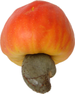 CAJOU - ANACARDE (Achat minimum de 50 tonnes)