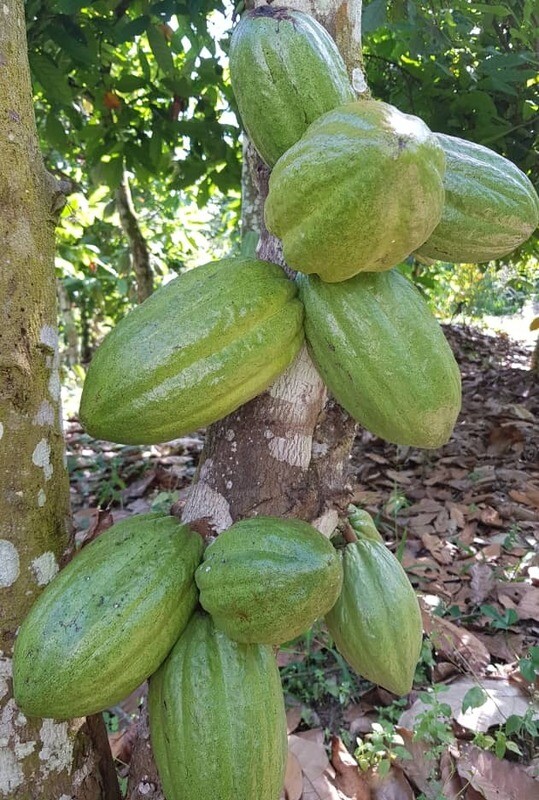 LE VRAI  CACAO  AFRICAIN