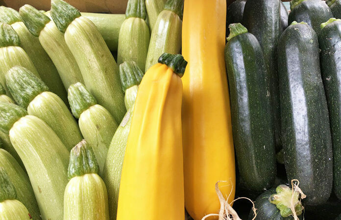 COURGETTE (Achat minimum de 50 tonnes)