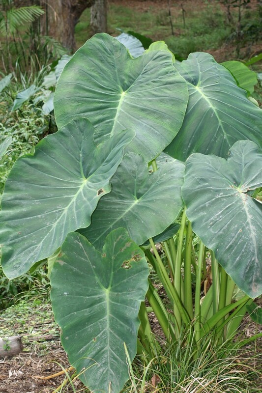 FEUILLE DE TARO (Achat minimum de 50 tonnes)