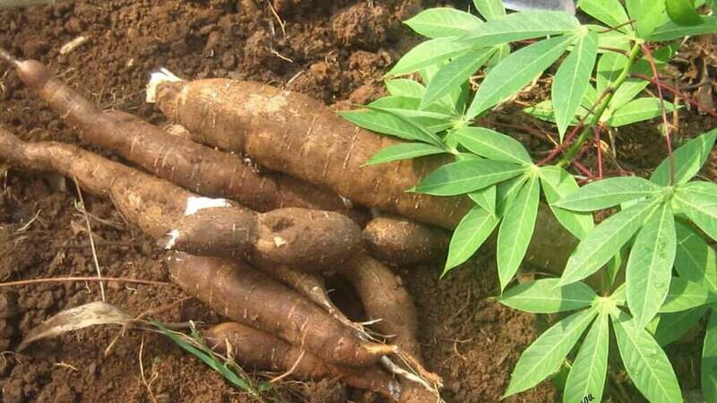 FEUILLE DE MANIOC (Achat minimum de 50 tonnes)