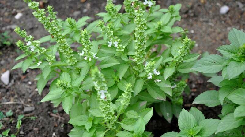 FEUILLE DE BASILIC (Achat minimum de 50 tonnes)