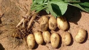 POMME DE TERRE (Achat minimum de 50 tonnes)