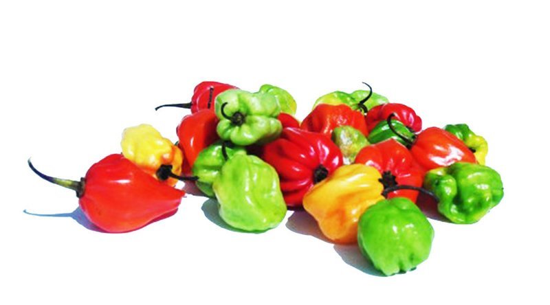 PIMENT FRAIS (Achat minimum de 50 tonnes)