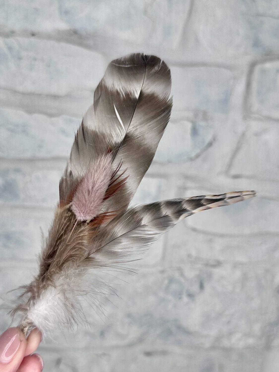 Small feather, Type: Rooster