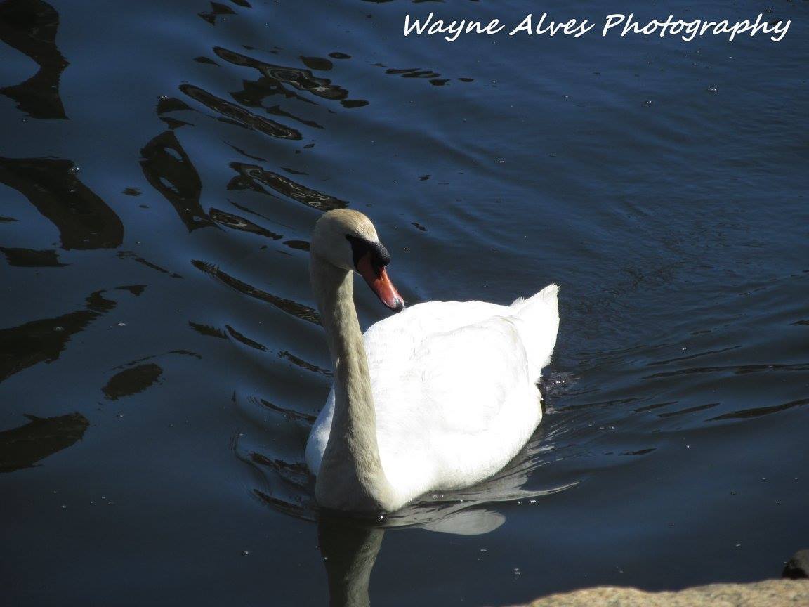 WHITE SWAN