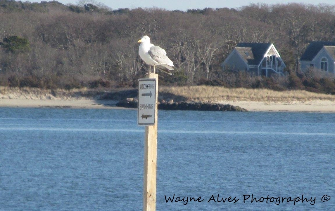 SEAGULL PERCHED ON A POLE
