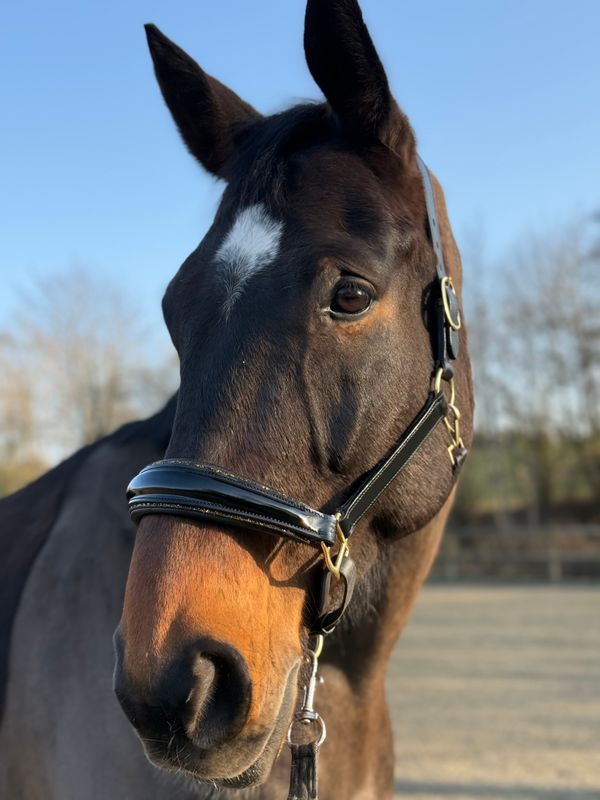 Lederhalfter Midnight Gold