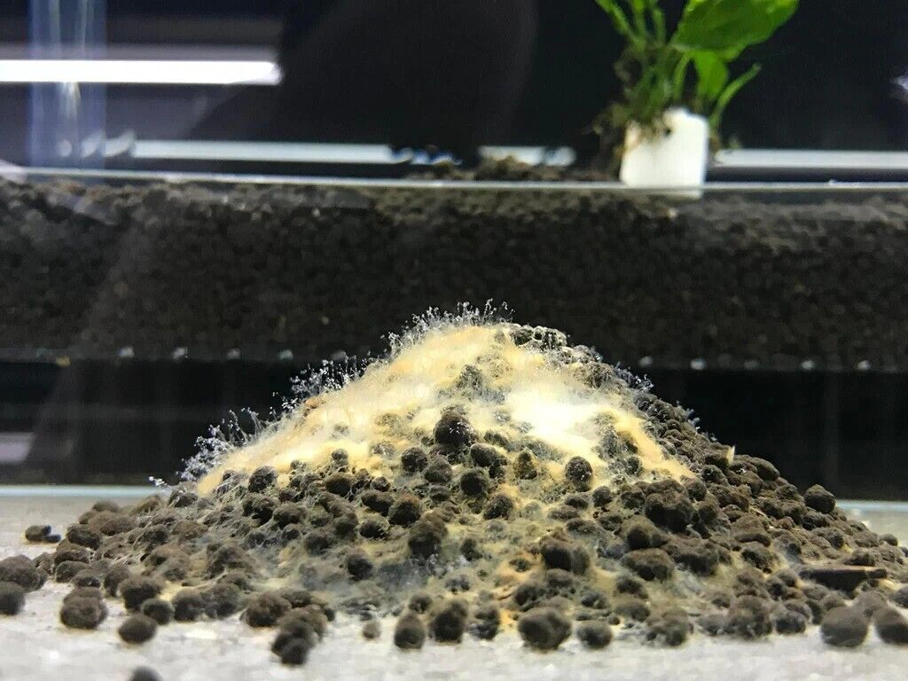 Dead Shrimp Powder II - Bakteriepulver og babymat - 40gram