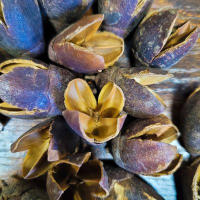 Bakuli Pods 10stk