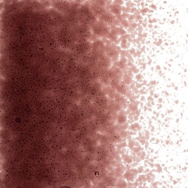 Bullseye Glass Deep Plum Transparent Fine Frit