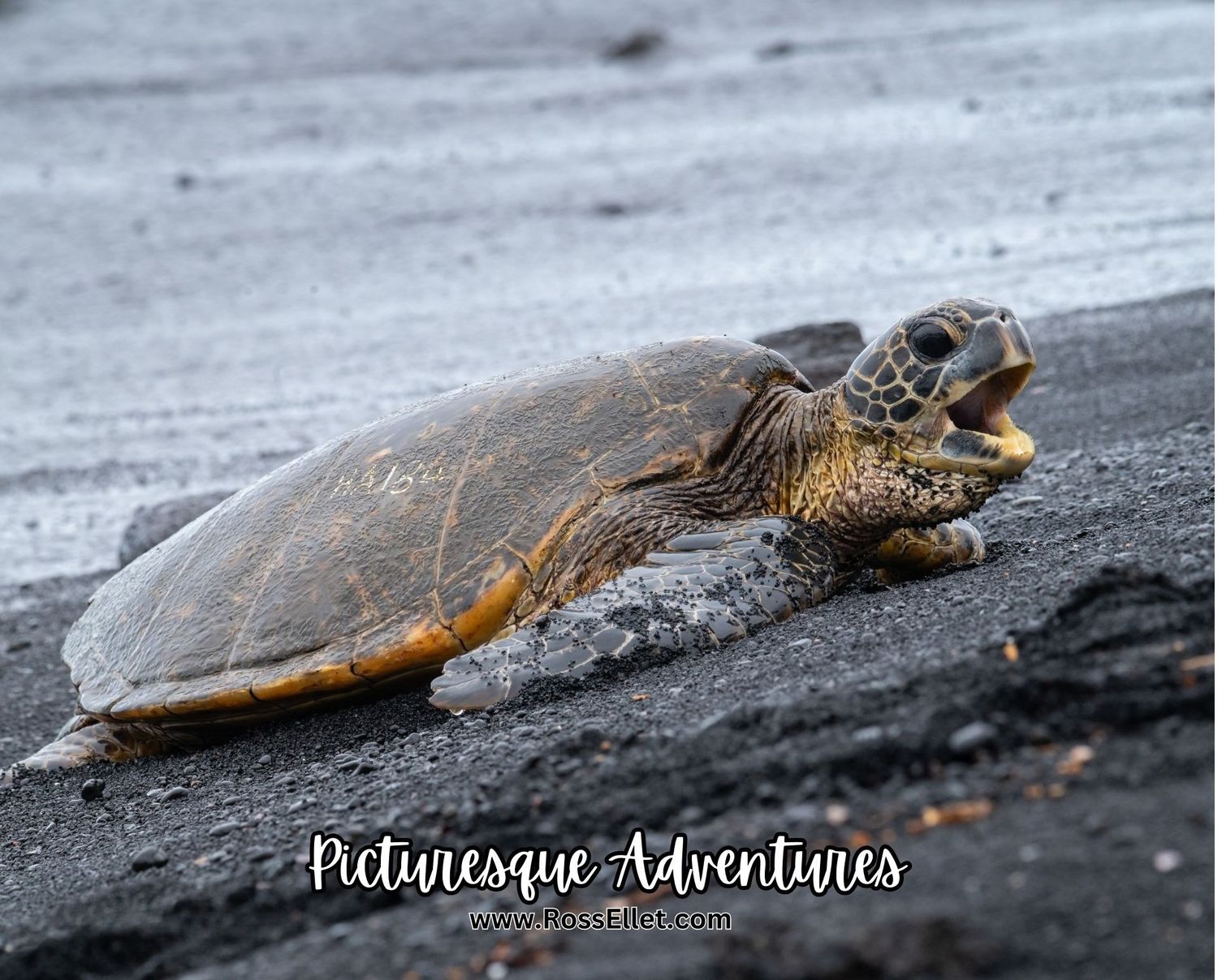 Mouse Pad: Hawaiian Turtle